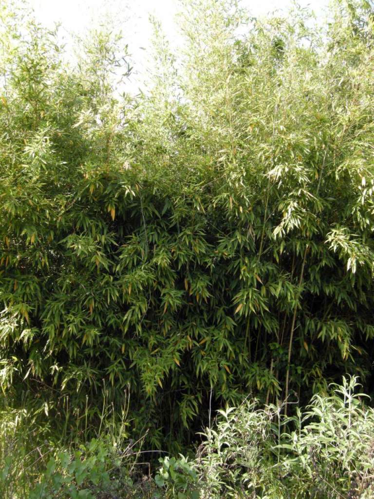 bambu phyllostachys viridis