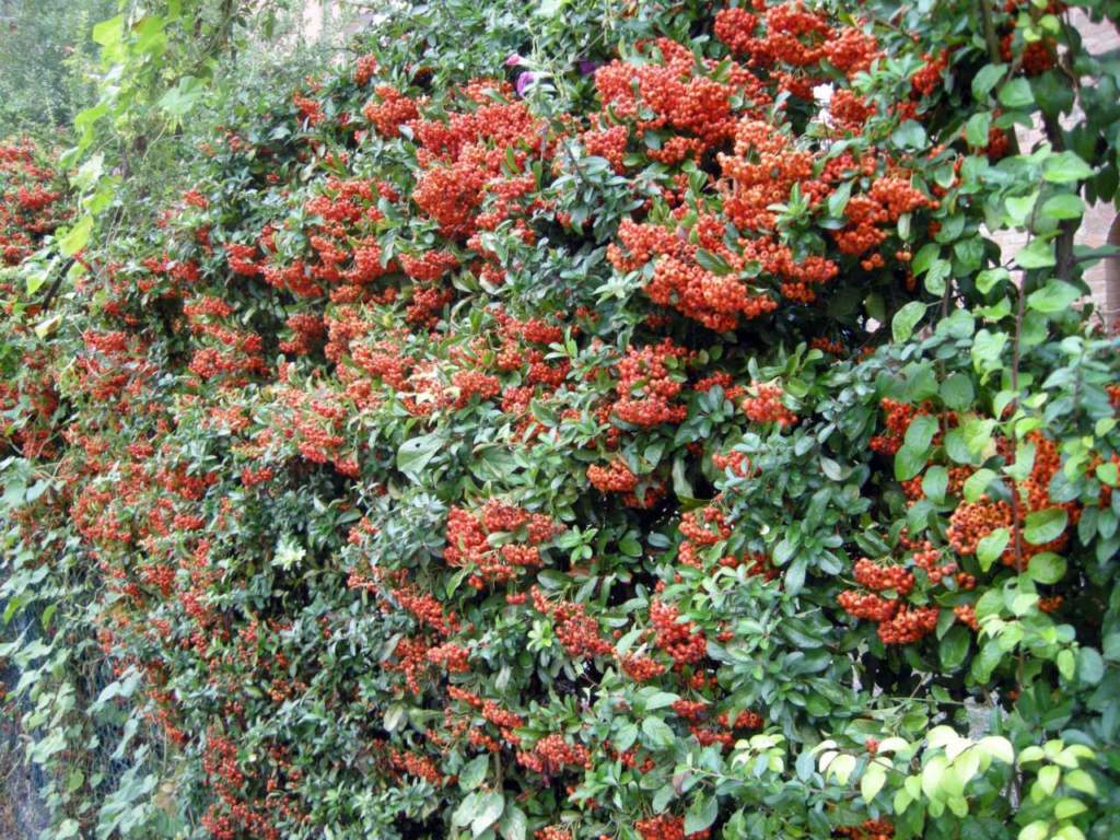 piracanta agazzino siepe bacche rosse