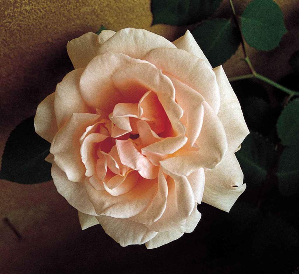 riprodurre rose