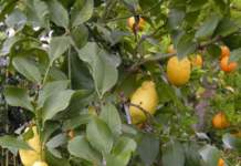limone vaso