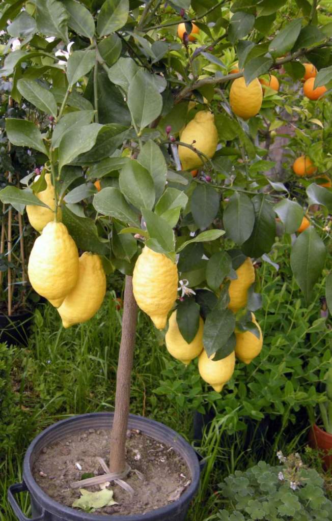 limone vaso