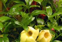 Giardino al mare: allamanda in fiore per 4 mesi allamanda