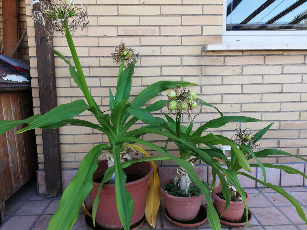 Crinum