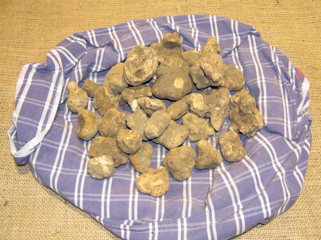 tartufo raccoglie cesto tartufo bianco