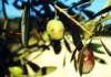 mosca dell'olivo