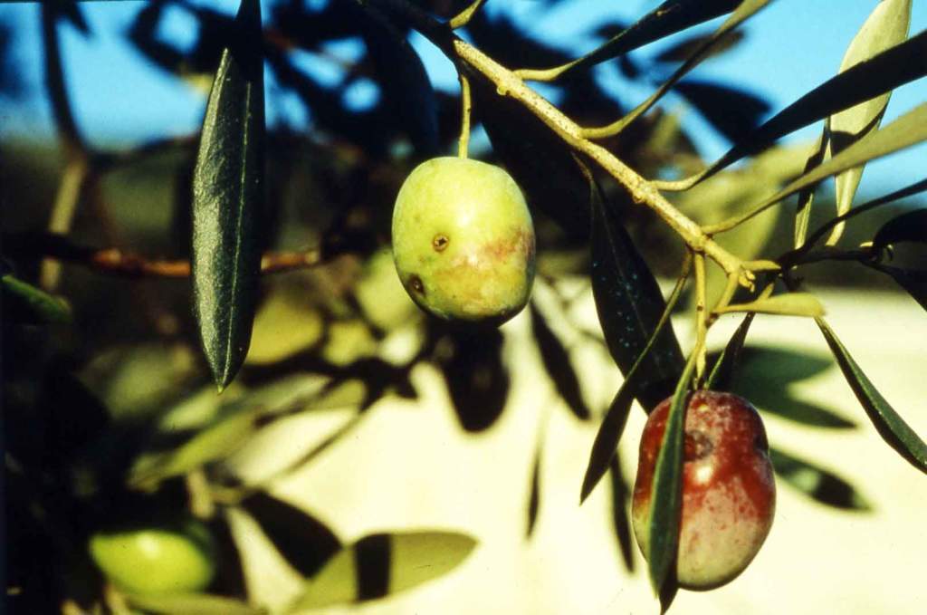 mosca dell'olivo