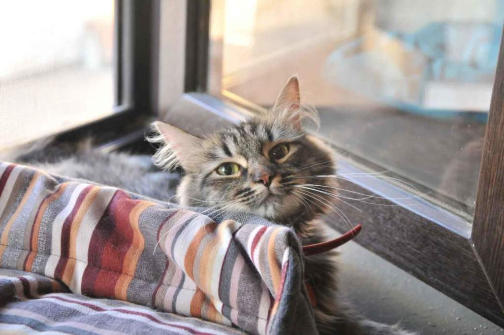 gatto vacanza