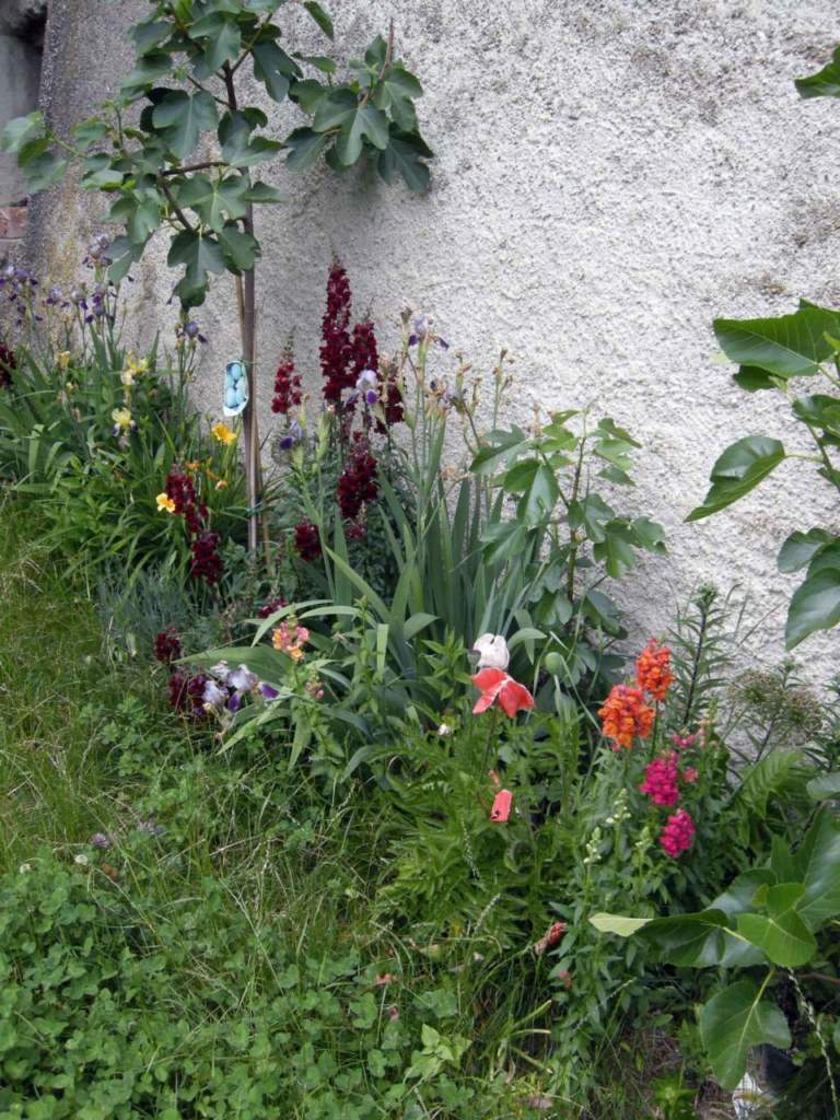 impianti trapianti giardino fico