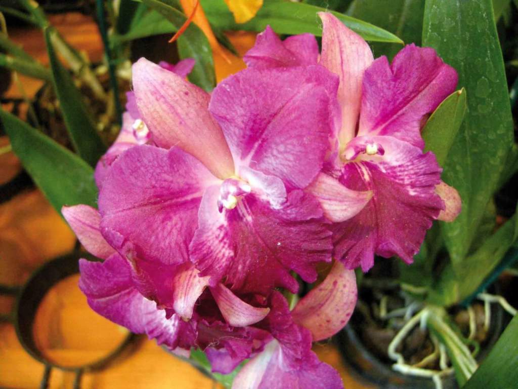 orchidee ibridi Laeliocattonia