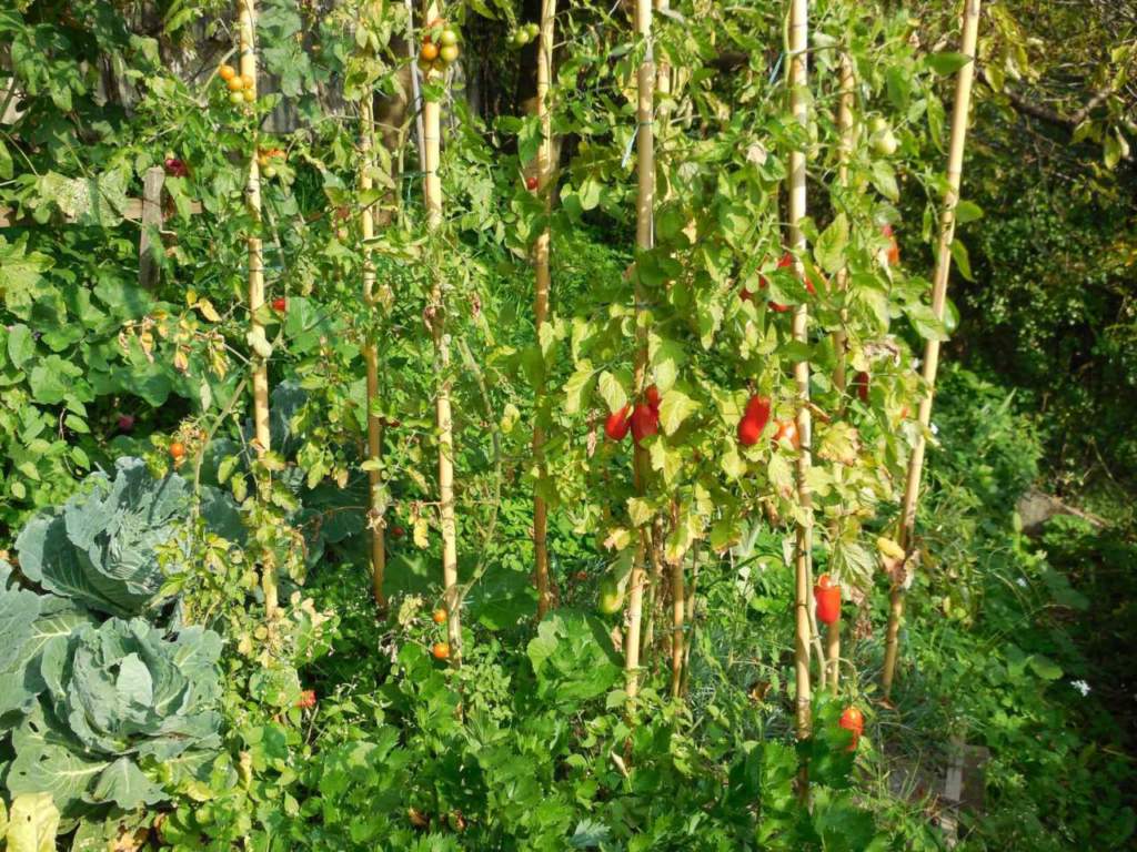 pomodori