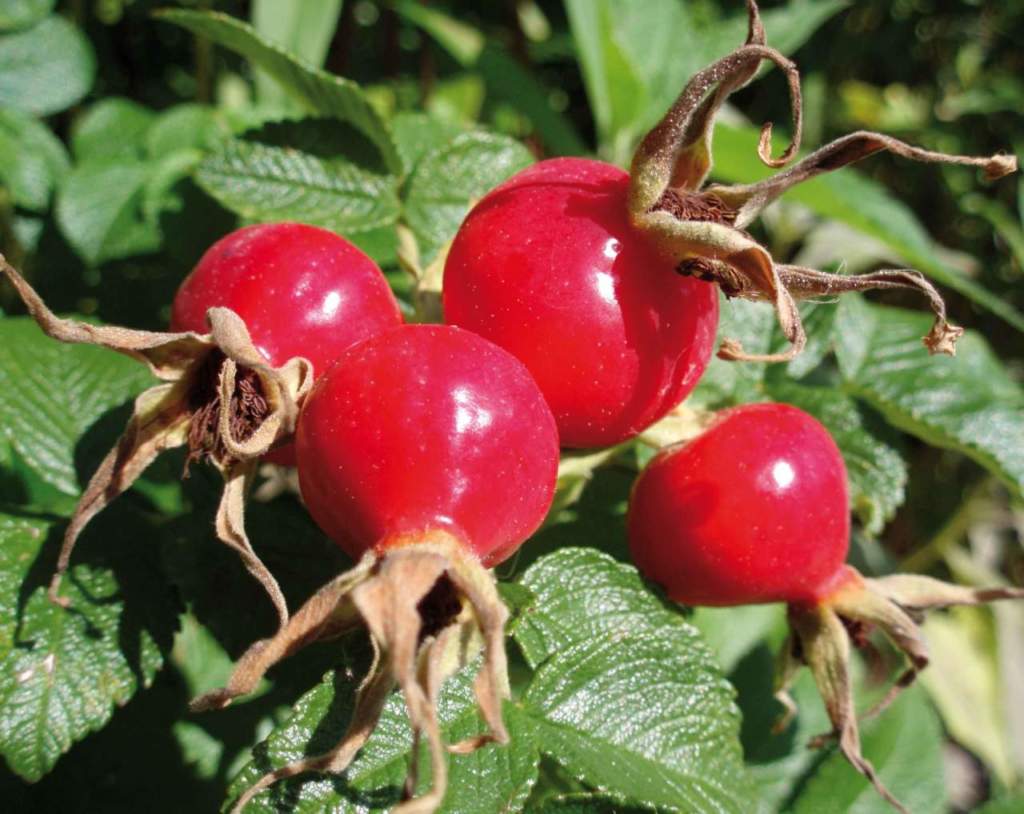 rose bacche rugosa