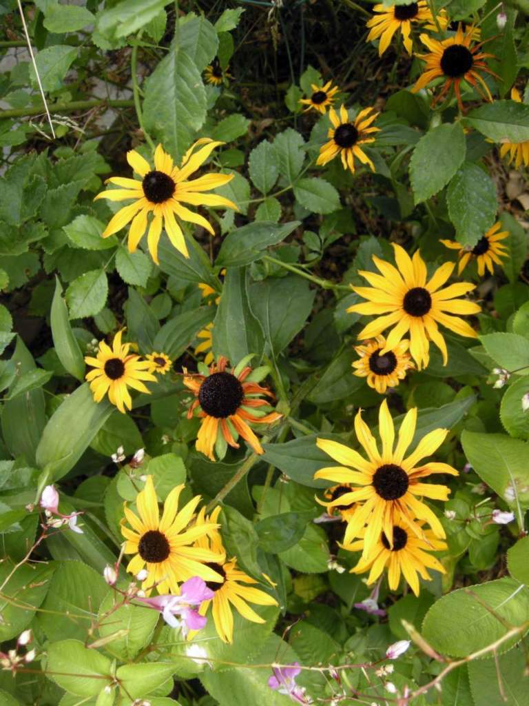 rudbeckia