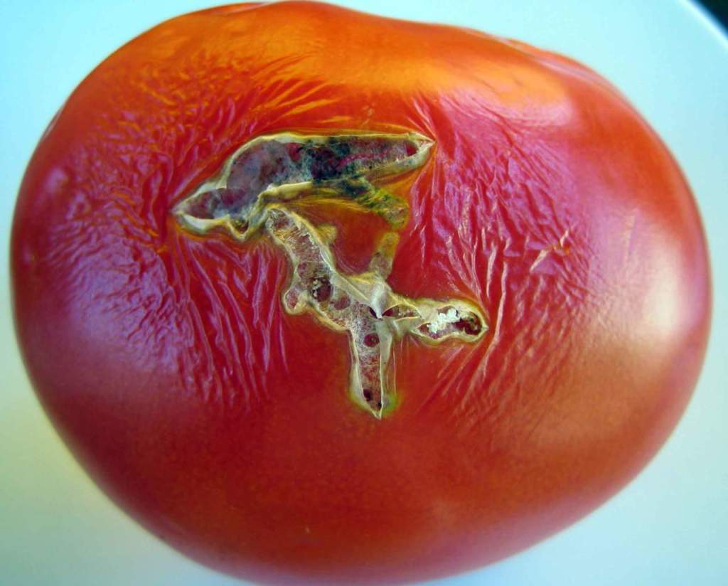 tuta absoluta pomodoro