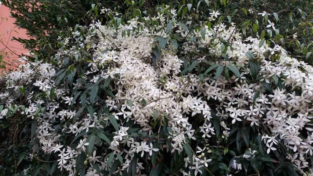 rampicanti in vaso clematis armandii