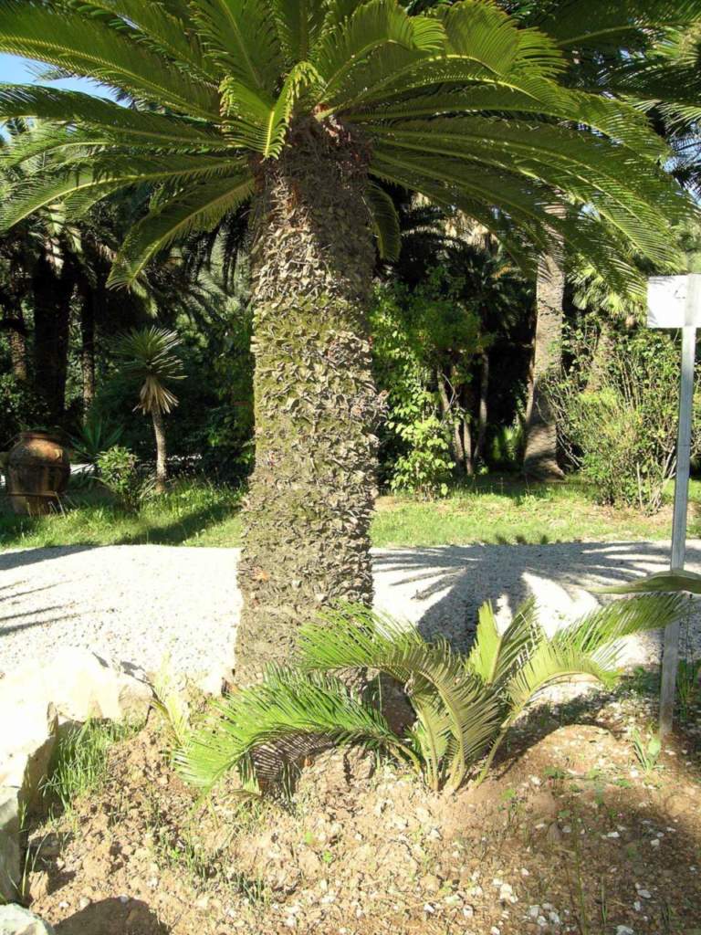 cycas