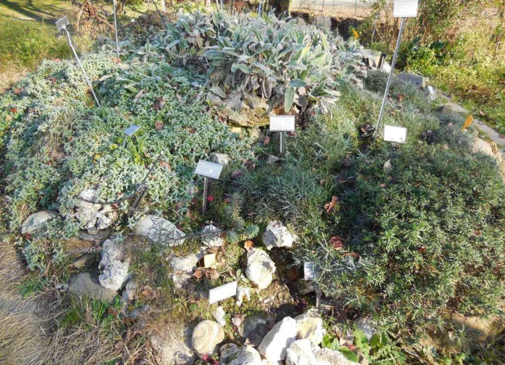 giardino roccioso