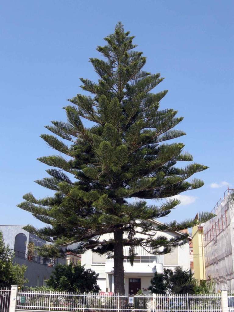 araucaria