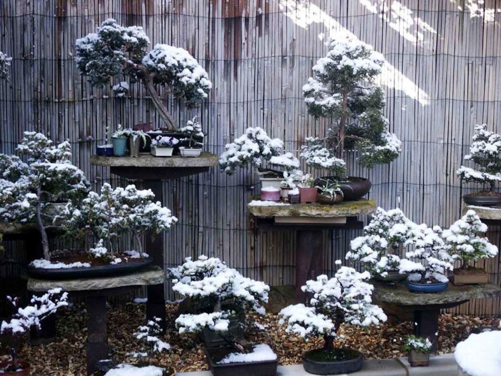 bonsai neve