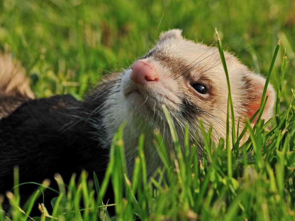 furetto
