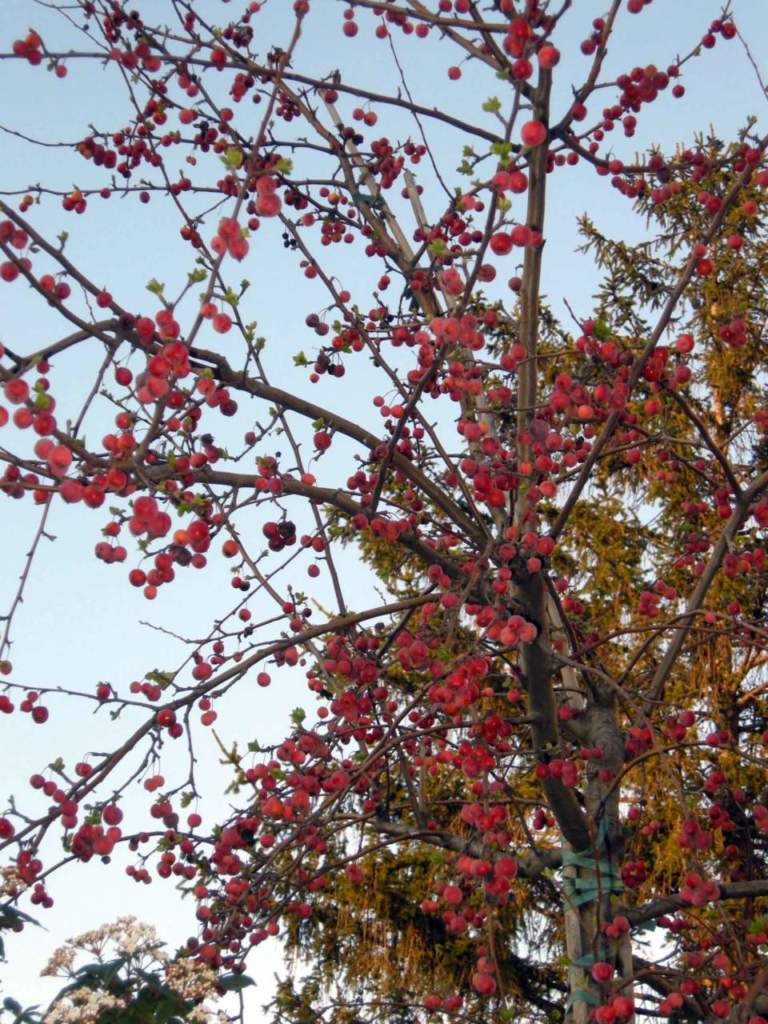 arbusti da bacca malus evereste frutti