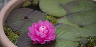 mini pond ninfe