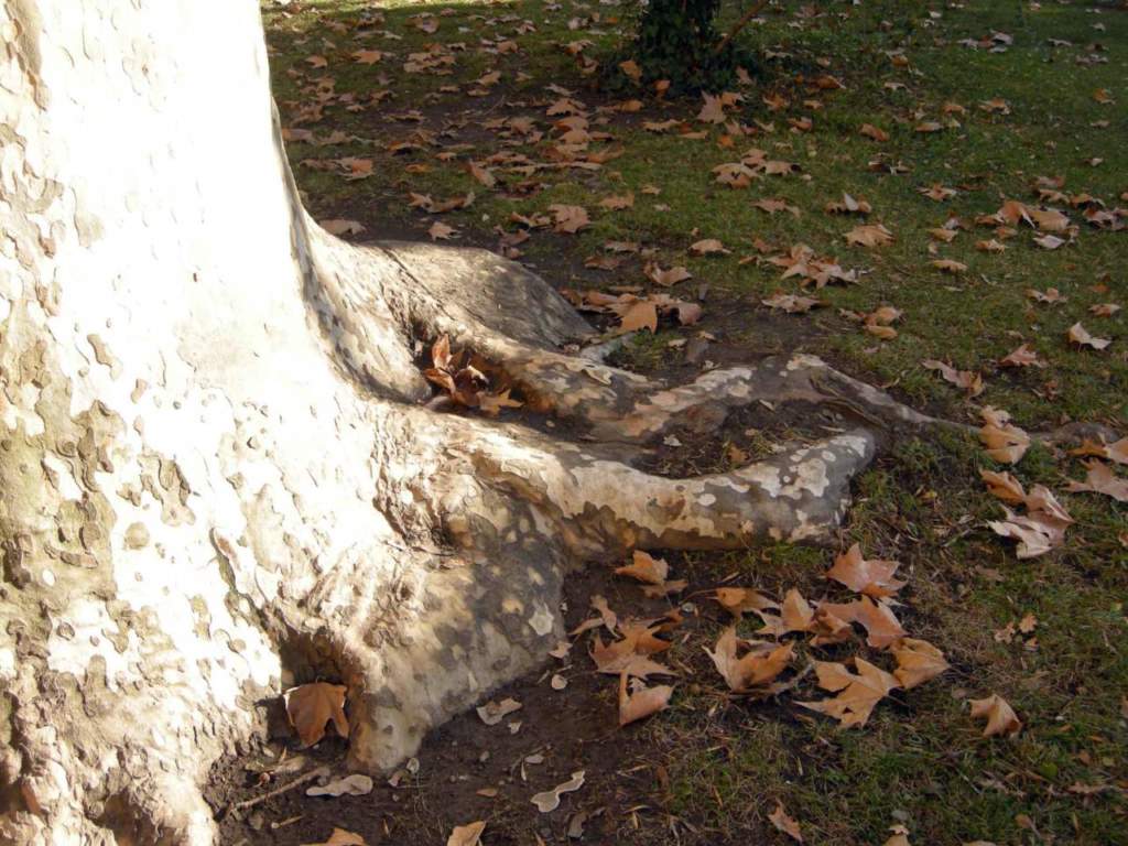 radici platano