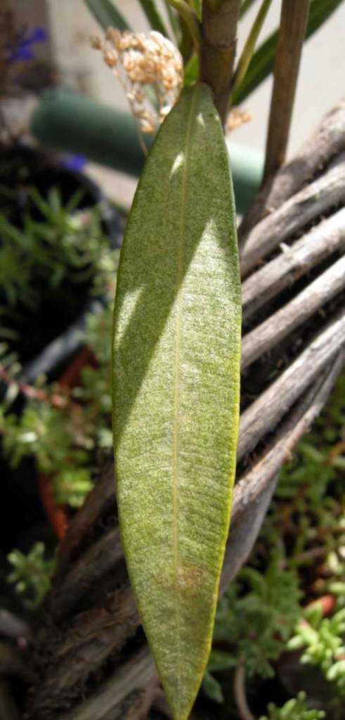 ragnetto rosso oleandro