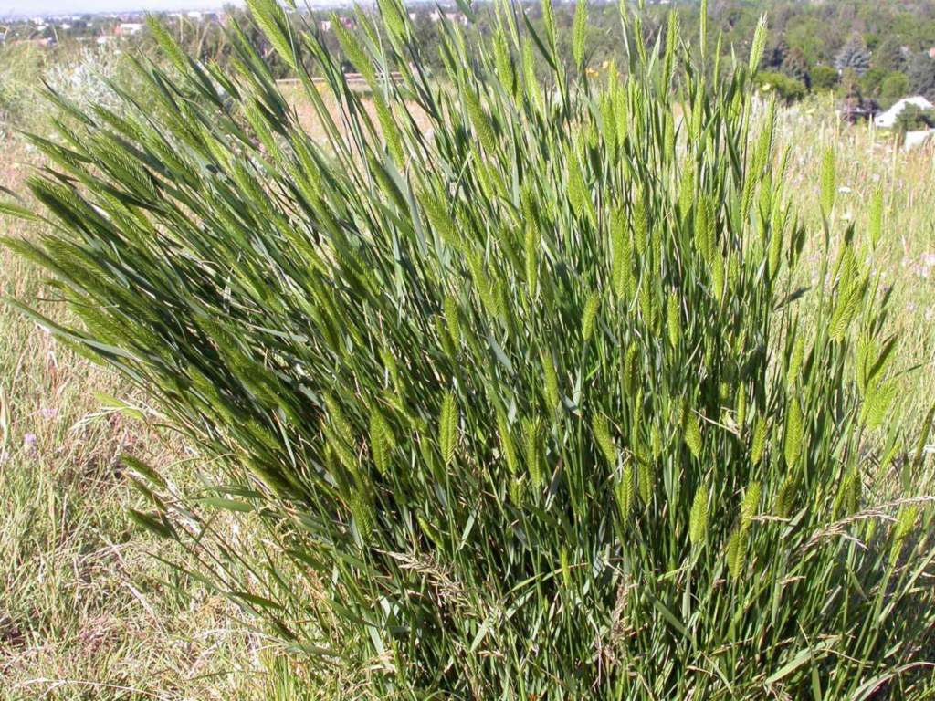 Agropyron cristatum scarpate