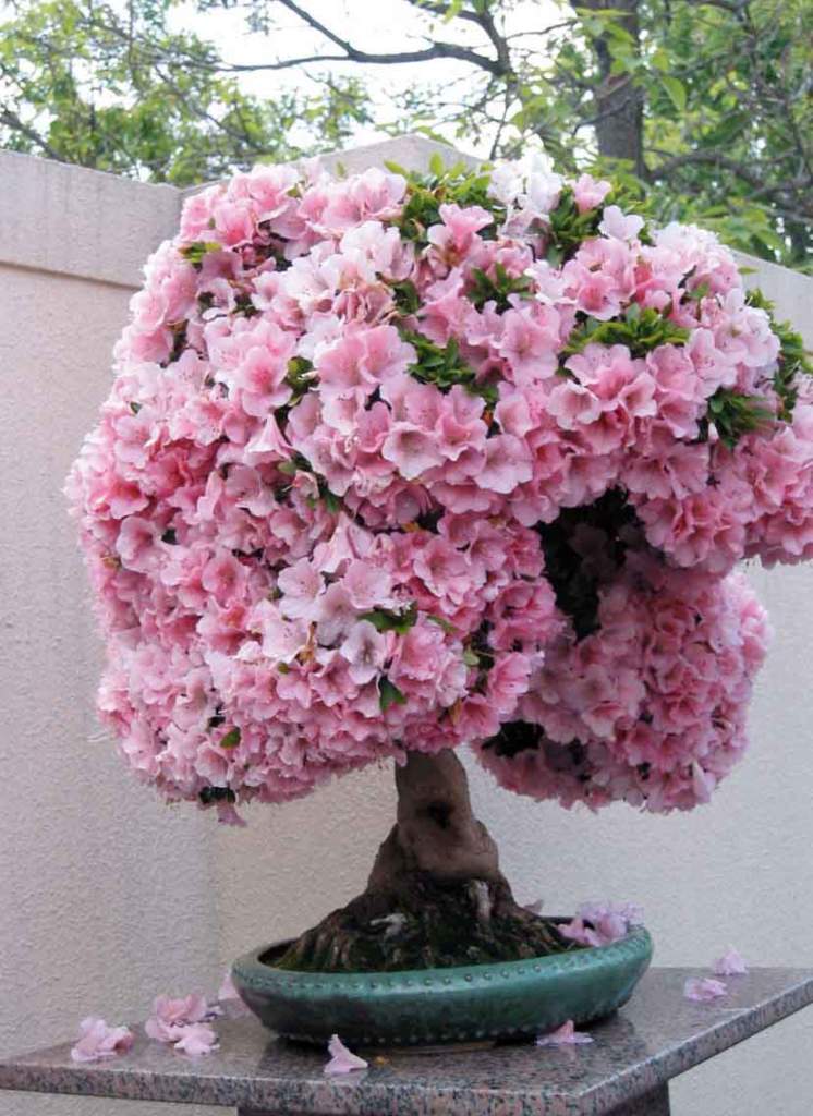 bonsai azalea