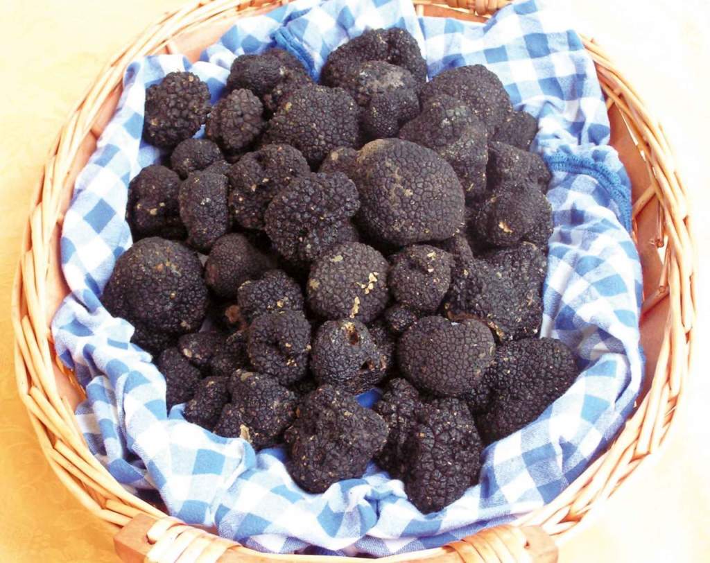 piante da tartufo uncinato autunnale