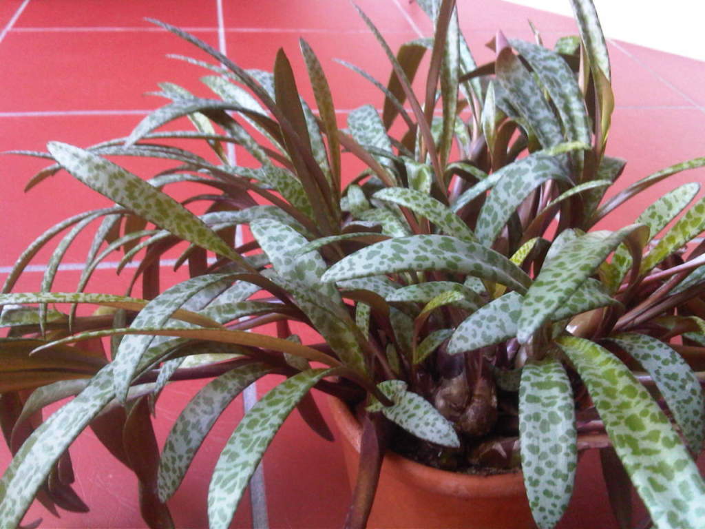 ledebouria