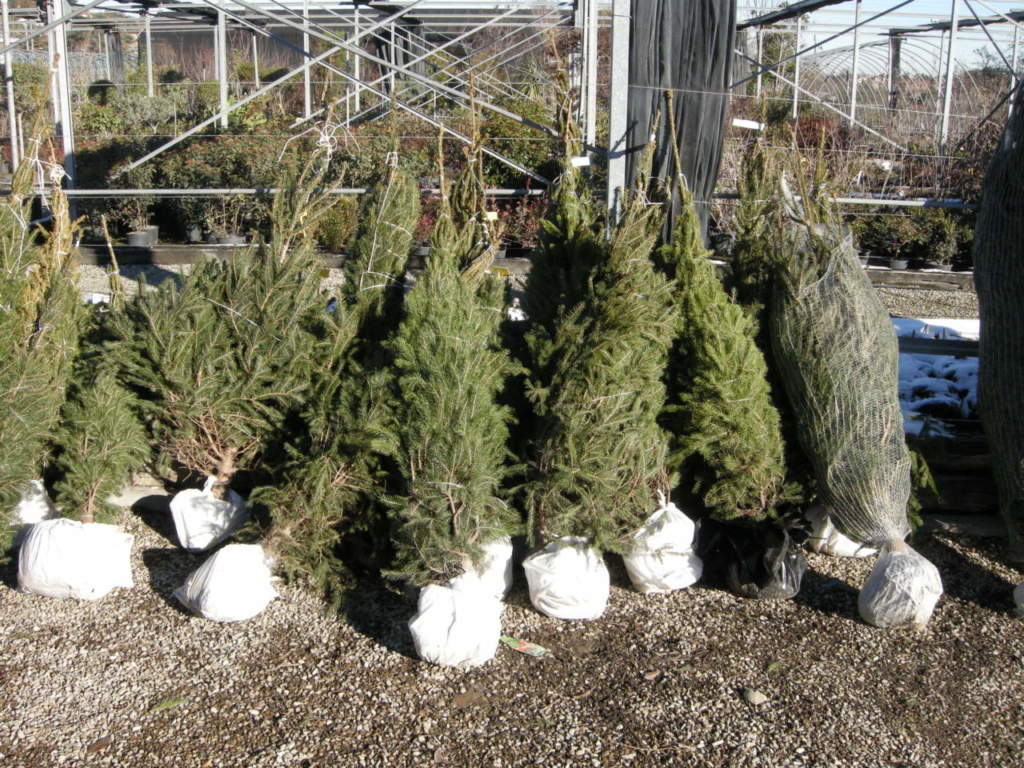 garden center aperti alberi natale