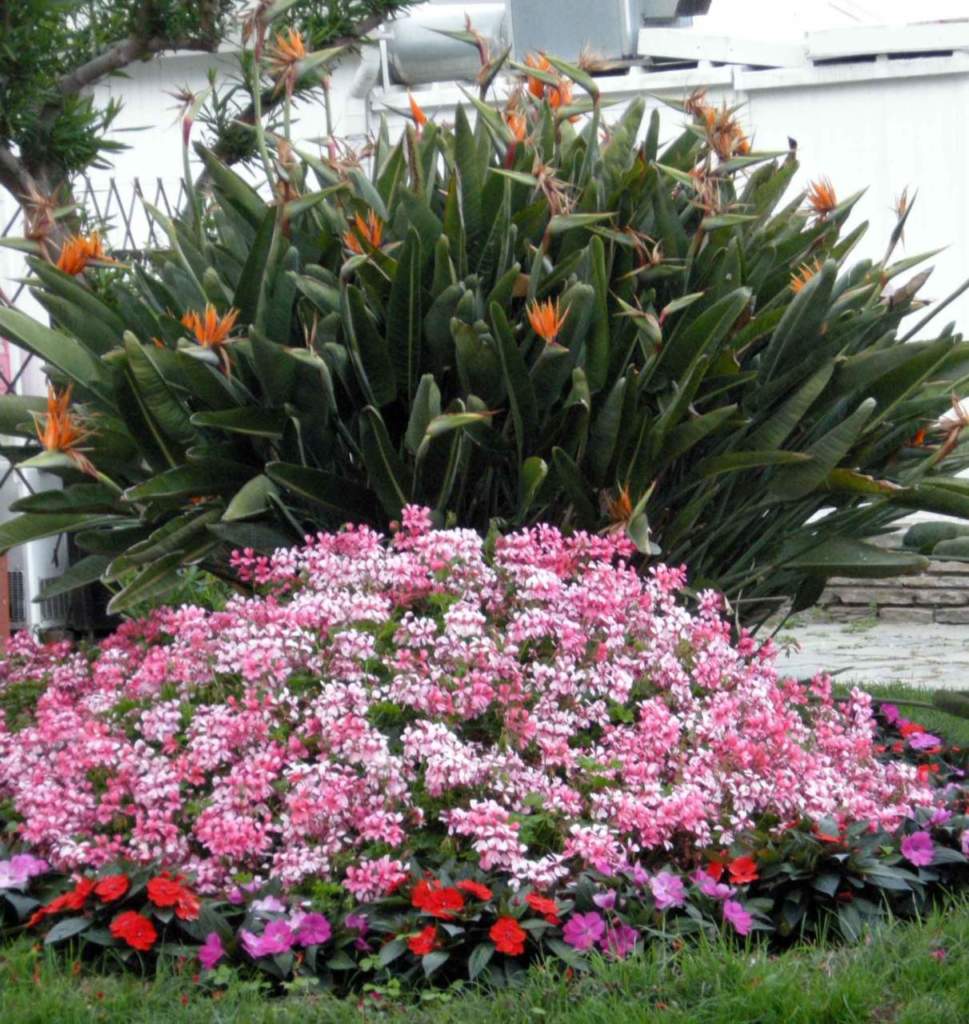 giardino mare acqua