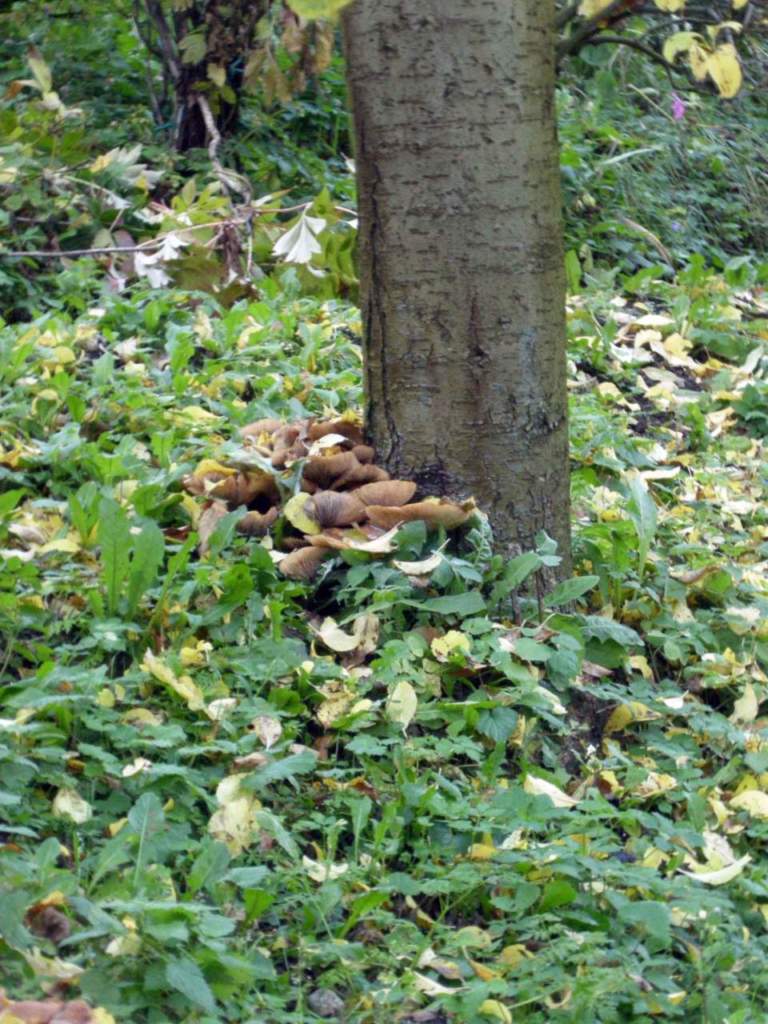 albero stabile armillaria