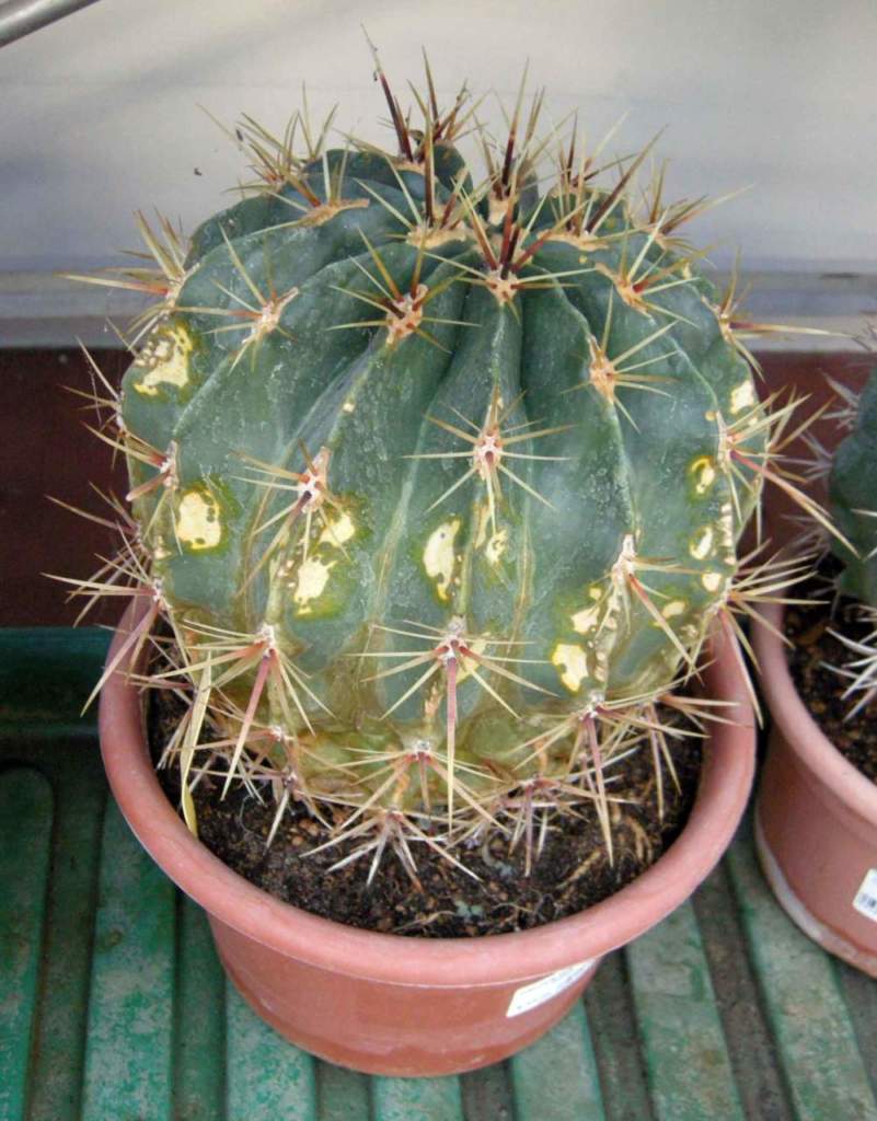piante bruciate