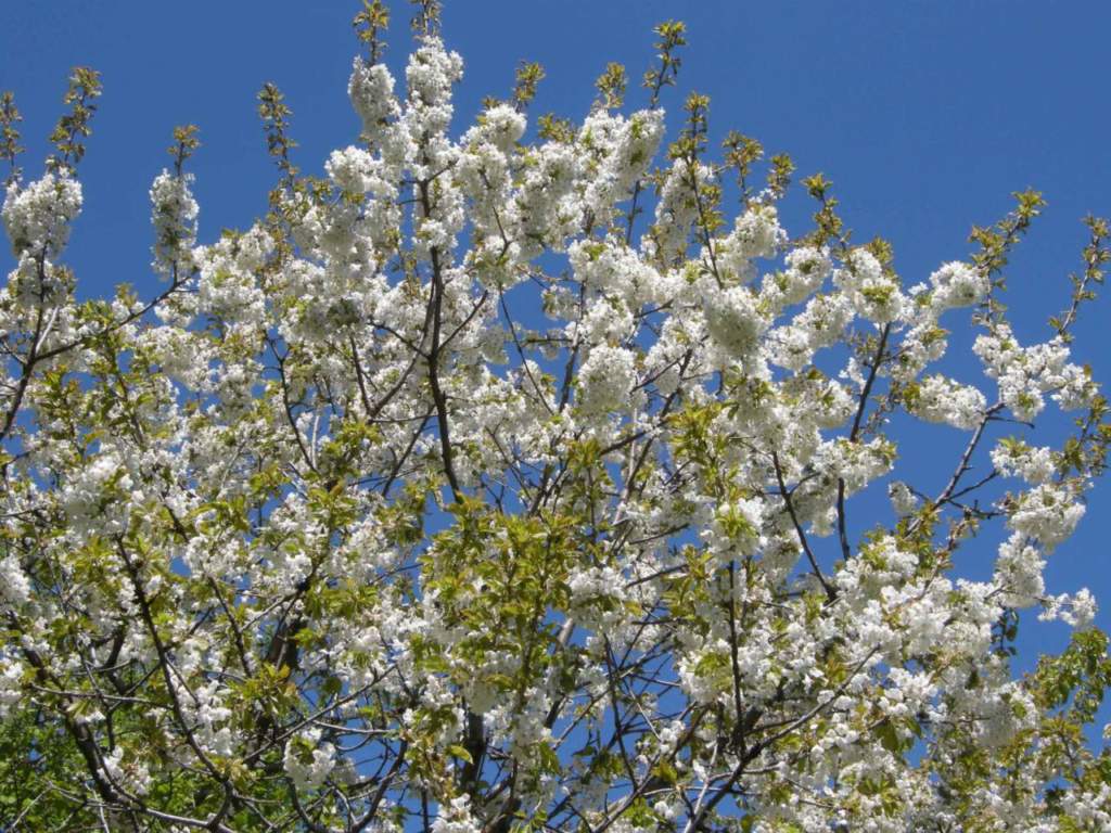 frutteto ciliegio fiori