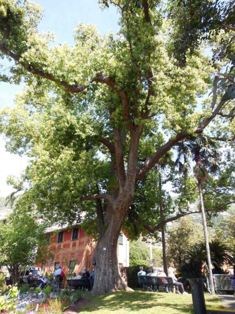 canforo cinnamomum