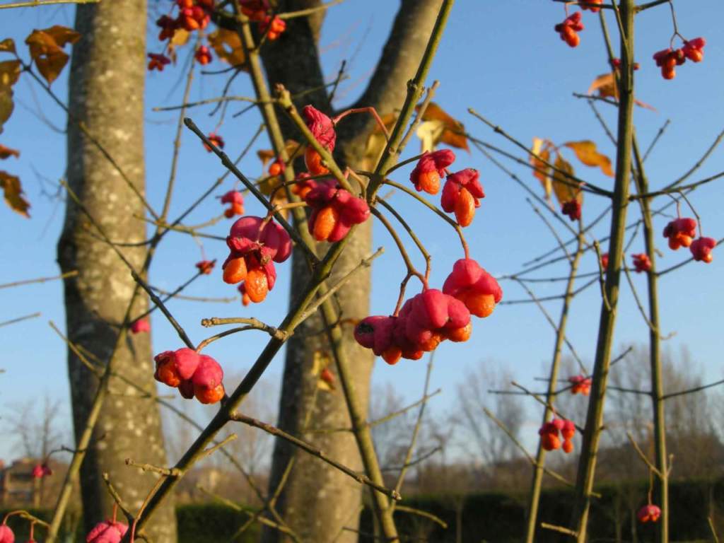 giardino montagna inverno berretta da prete