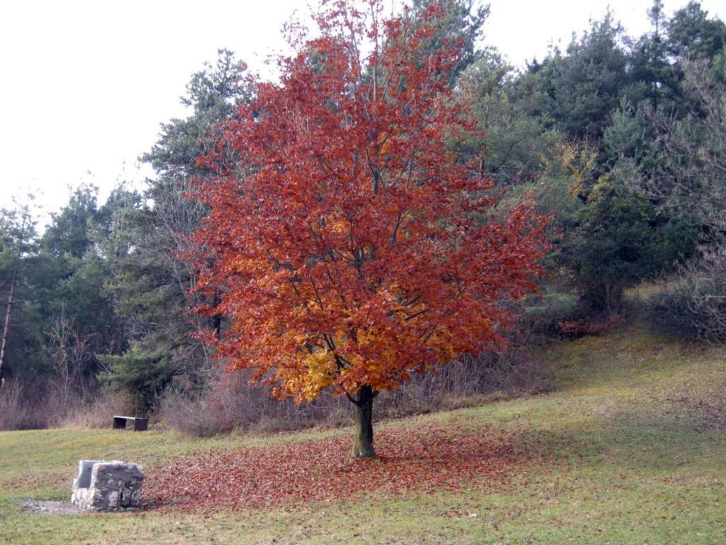 faggio autunno