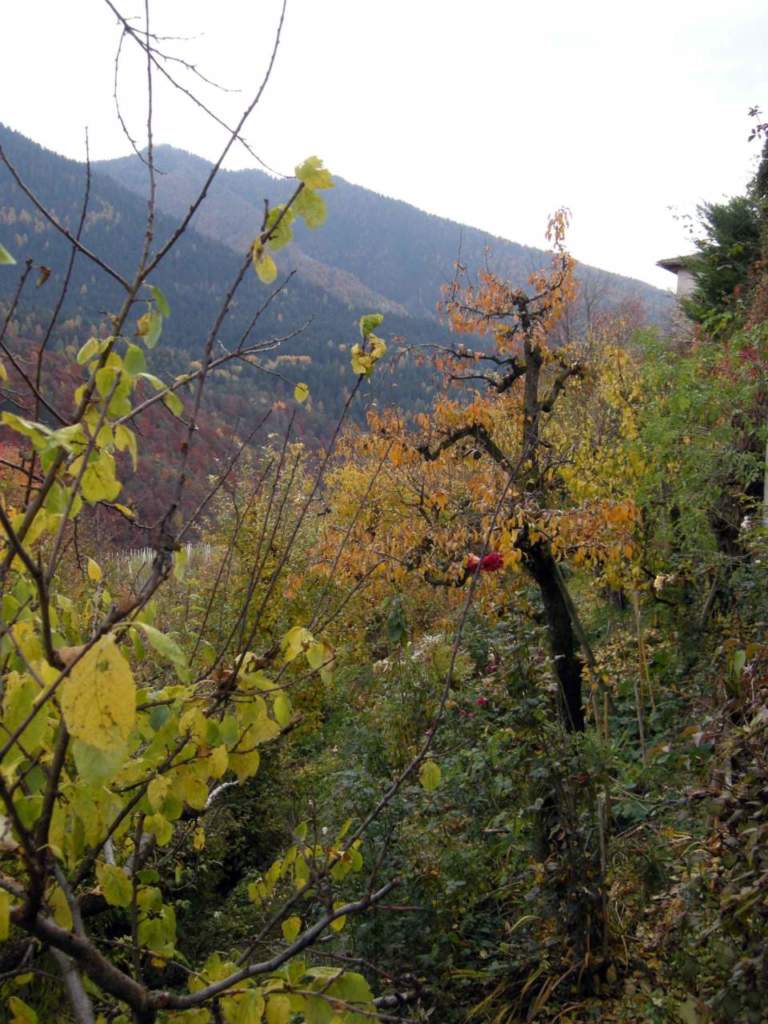 giardino montagna autunno