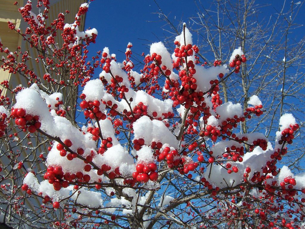 ilex_verticillata