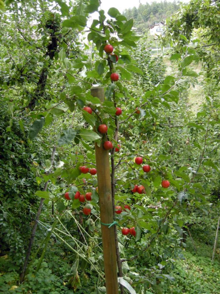 spostare albero melo gava