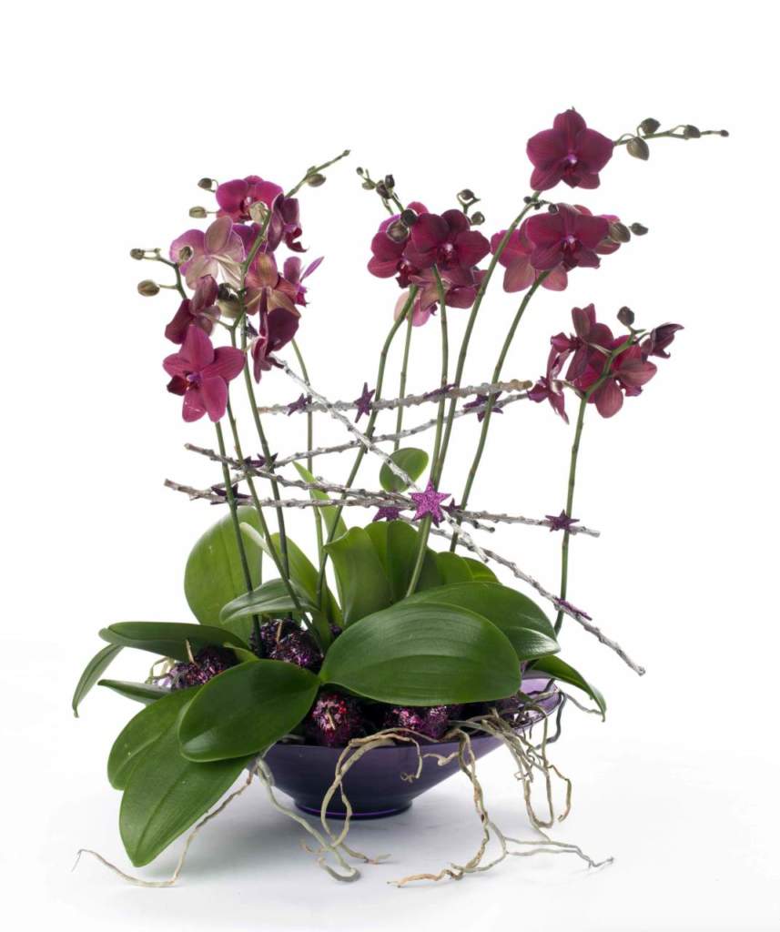 phalaenopsis