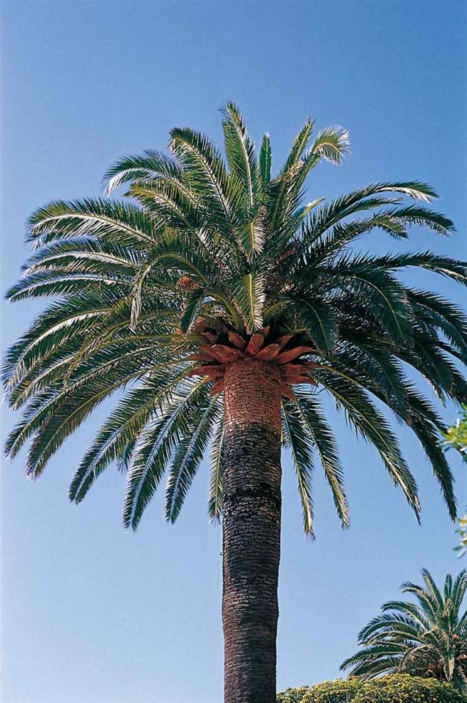 phoenix canariensis