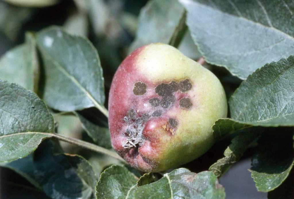 melo difesa ticchiolatura