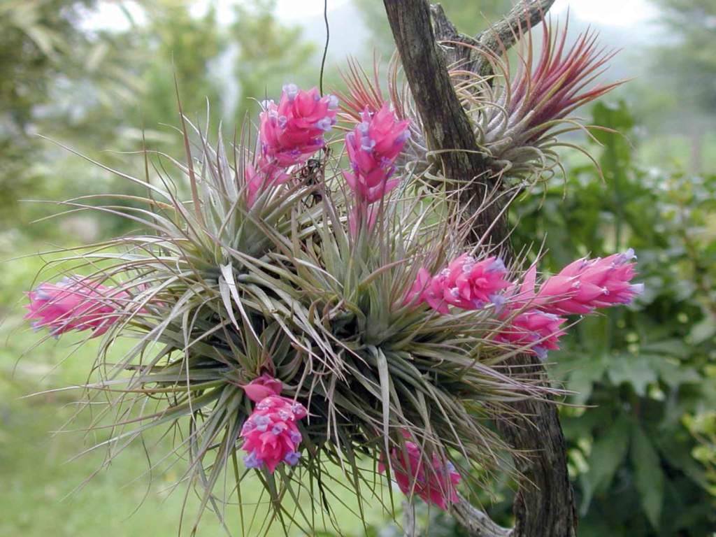 tillandsia fiore