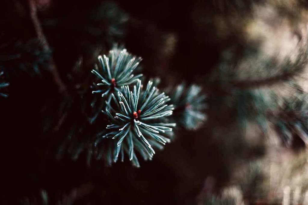 albero natale