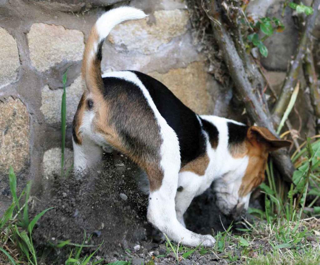 cane giardino
