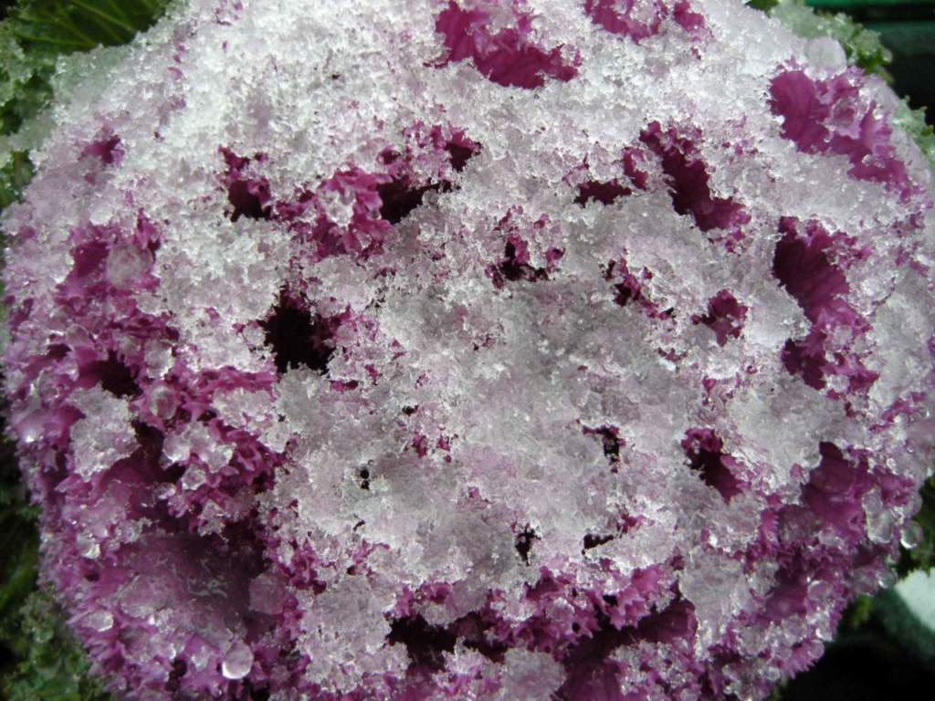 neve piante cavolo ornamentale