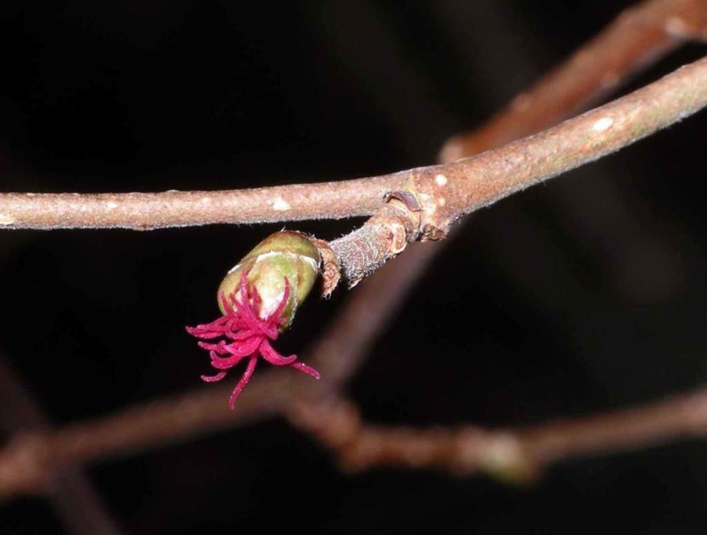 piante maschio femmina nocciolo fiore femminile
